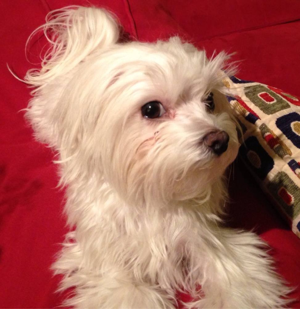 A small white dog with long, fluffy fur sitting on a red couch, looking up